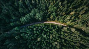 Η μεταρρύθμιση για την διαχείριση των δασών – Οι προτεραιότητες και τα κονδύλια