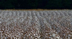 Ολλανδοί ειδικοί: Έρημος η Θεσσαλία αν δεν σταματήσει η παραγωγή βαμβακιού